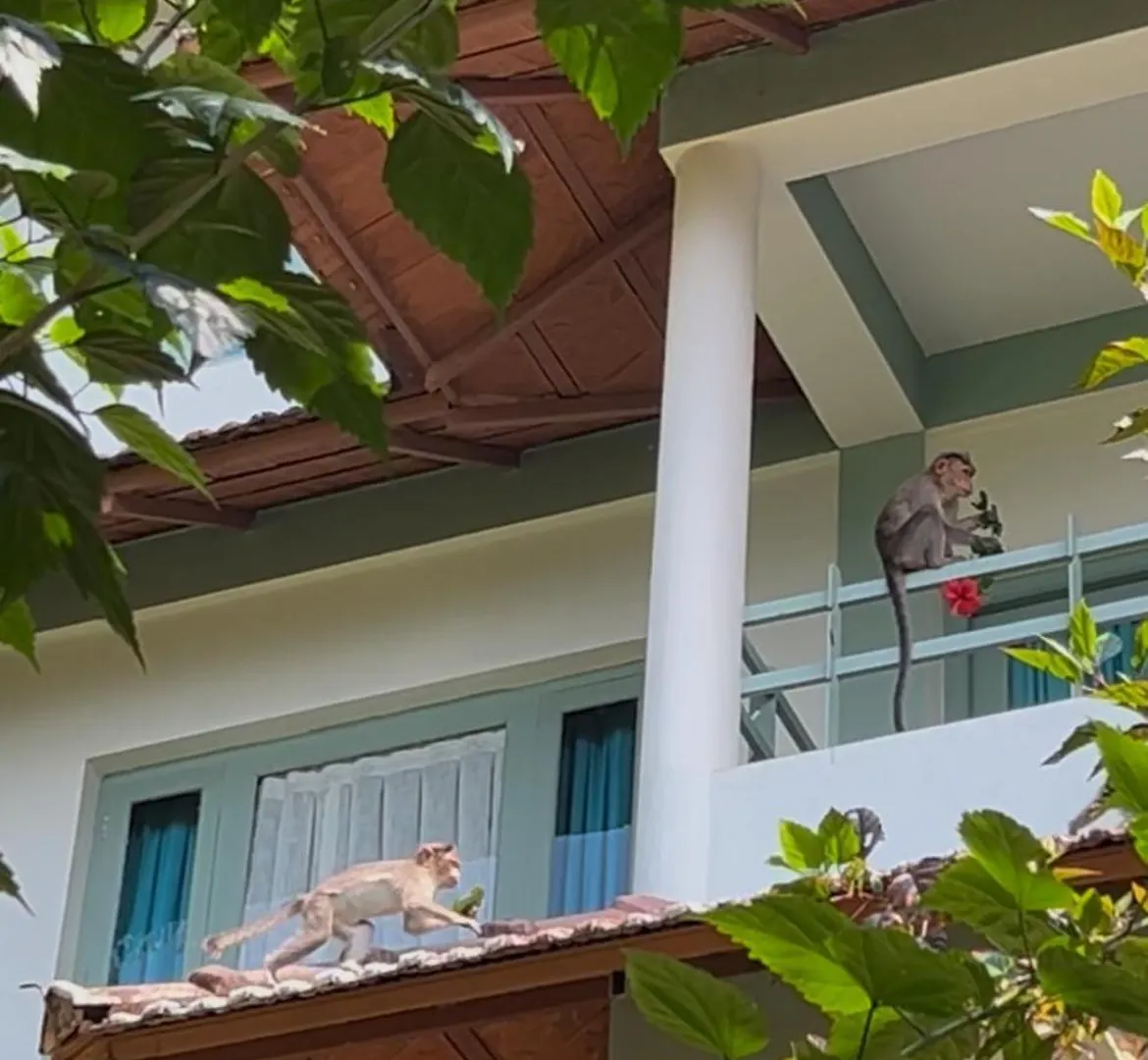 ****  Blackberry Hills Munnar Nature Resort & Spa India